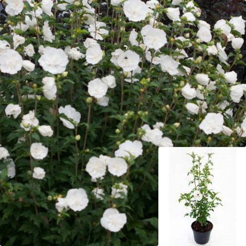 Hibiscus White Chiffon Bush 5Gallon Plant Rose Of Sharon Plant Shrub Althea Plant Hibiscus Syriacus Notwoodtwo Flower Live Plant Gr7