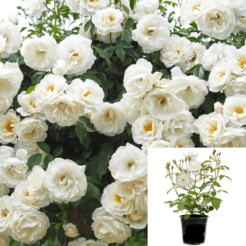 Rosa Flower Iceberg 1Gallon White Rose Flower Floribunda Rose Rose 1Gallon Iceberg Des Neiges Schneewittchen Outdoor Liv