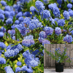 Ceanothus Concha 5Gallon Blue Ceanothus Concha California Lilac Plant California Lilac Live Plant Fr7