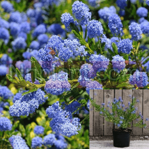 Ceanothus Concha 5Gallon Blue Ceanothus Concha California Lilac Plant California Lilac Live Plant Fr7