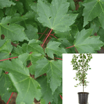 Acer Rubrum 5Gallon Red Maple Acer Rubrum Plant Tree Outdoor Live Plant Gr7