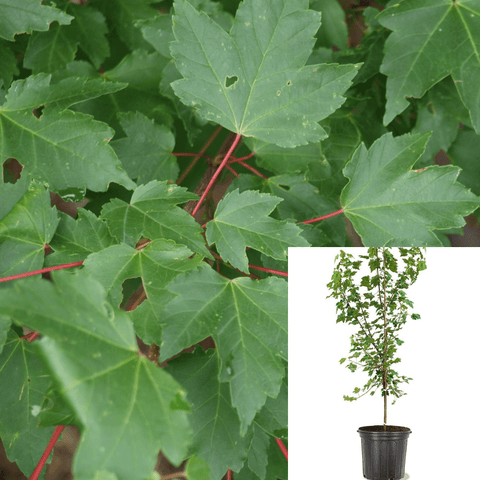 Acer Rubrum 5Gallon Red Maple Acer Rubrum Plant Tree Outdoor Live Plant Gr7