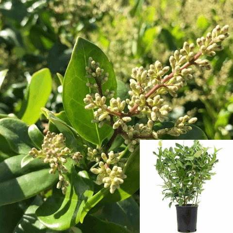 Ligustrum Japanese Texanum 1Gallon Ligustrum Japanese Texanum 1Gallon Plant Wax Leaf Privet Live Plant Outdoor Plant Shrub Mr7