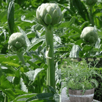 Artichoke 1 Gallon Plant Winter Grow Artichoke Global Green Veggies  Live Plant best Ht7