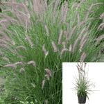 Pennisetum Orientale 1Gallon Plant Oriental Fountain Grass Live Plant Outdoor Plant Grass Gr7
