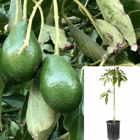 Avocado Little Cado 5Gallon Fruit Tree Plant Wurtz Aka Little Cado Grafted Live Plant Outdoor Gr7Ht7