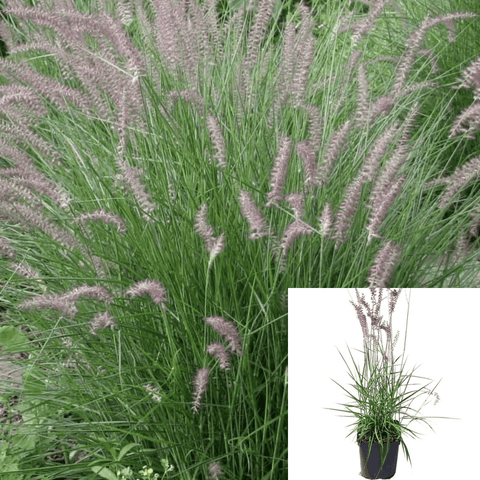 Pennisetum Orientale 5 Gallon Plant Oriental Fountain Grass Live Plant Outdoor Gr7