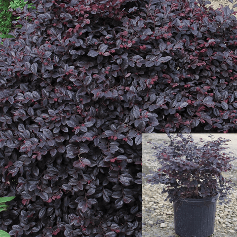 Oropetalum Chinensis Blush 1Gallon Purple Fringe Shrub Live Plant Outdoor Mr7
