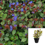 Ceratostigma Plumbaginoides 1Gallon Blue Dwarf Plumbago Outdoor Live Plant Mgr7