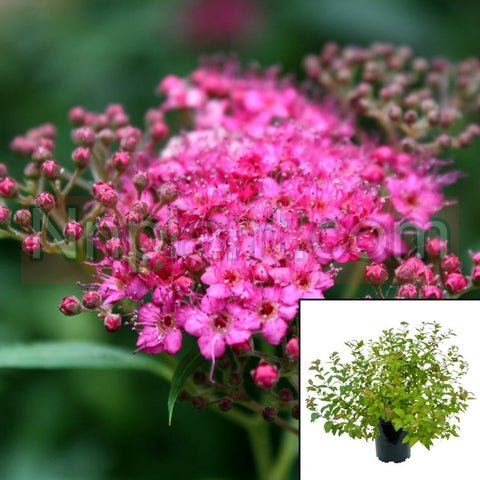 Spiraea Bumalda Gumball 5Gallon Plant Gumball Spirea Plant Pink Japanese Spirea Live Plant Ho7