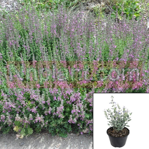 Teucrium Chamaedrys Compacta 1Quart Teucrium Chamaedrys Wall Germander Plant Wall