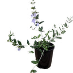 Teucrium Fruticans 1Gallon Tree Germander Plant Tree Germander Shrubby Germander Outdoor Live Plant Mr7