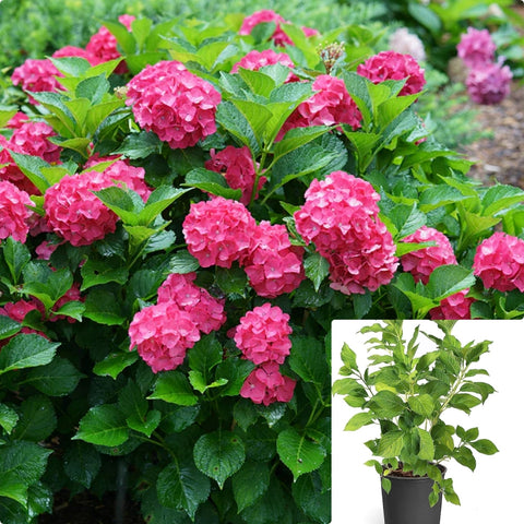 Hydrangea Cityline Paris 2Gallon Bigleaf Hydrangea Hydrangea Macrophylla Cityline Paris Rapa Flower Gr7 Live Plant