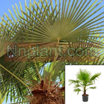 Washingtonia Robusta 5Gallon Mexican Fan Palm Mexican Washingto Live Plant Fr7