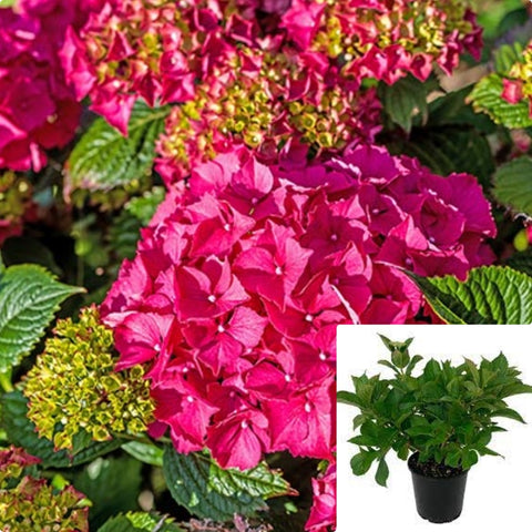 Hydrangea Glowing Embers 3Gallon Plant Bigleaf Hydrangea Plant Hydrangea Macrophylla Glowing Embers Plant Flower Live Plant Ho7