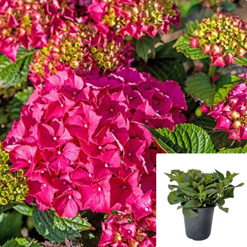 Hydrangea Mac Glowing Embers 1Gallon Bigleaf Hydrangea Glowing Embers