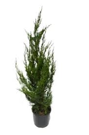 Juniperus Chinensis Spartan 5Gallon Plant Juniperus Chinensis Spartan Plant Chinese Ht7