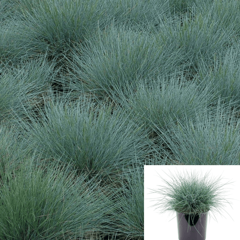 Festuca Ovina Glauca Plant Elijah Blue 1Gallon Blue Grass Groundcover Plant Fescue Live Plant Mr7