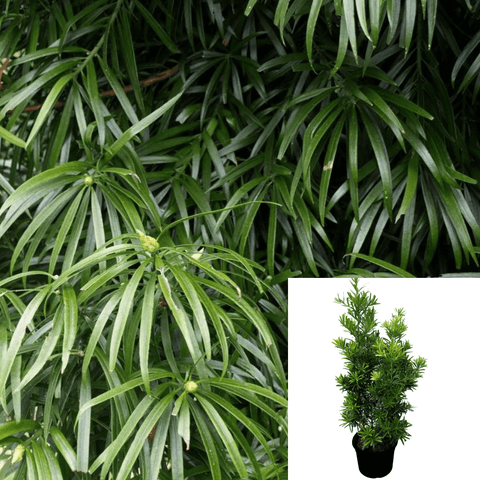 Podocarpus Henkelii 1Gallon Plant Mint Tm Long Leafed Yellowwood 1Gallon Live Plant