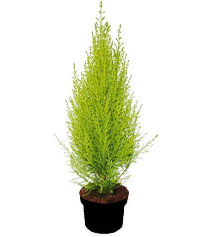 Cupressus Macro Goldcrest Plant Monterey Cypress Plant Weeping Golden Cypress 5gmr7 7GallonLive Plant Outdoor Mr7
