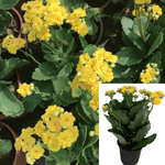 5 cuttings Kalanchoe Yellow Kalanchoe Blossfeldiana Succulent Plant Not Rooted