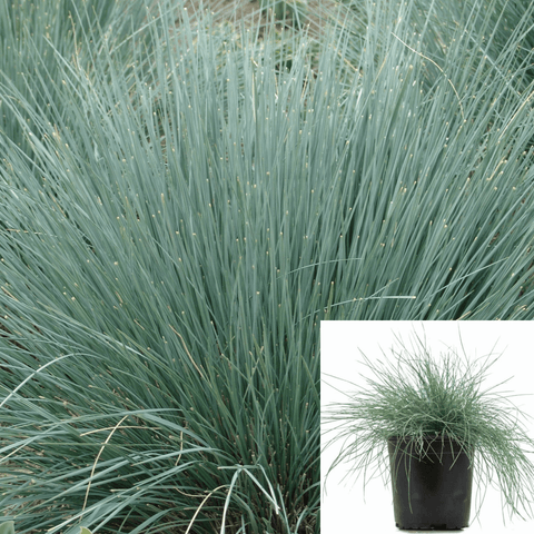 Helictotrichon Sempervirens Plant Blue Oat Grass 1Gallon Live Plant Outdoor Plant Bushoutdoor Gr7