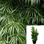 Podocarpus Henkelii Plant Mint Tm Long Leafed Yellowwood 5Gallon Live Plant