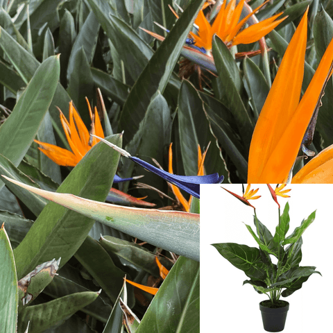 Strelitzia Reginae Plant Bird Of Paradise 1G2G 2Gallon Plant Flower Orange Flower Perennial Plant Flower Live Plant Mr7