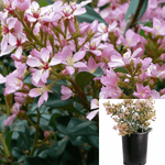 Rhaphiolepis Indica Ballerina 5Gallon Indian Hawthorn Plant Rhaphiolepis Indica Ballerina Live Plant Outdoor Gr7 Ht7