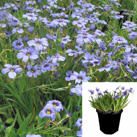 Sisyrinchium Bellum Ball 1Gallon Western Blue Eyed Grass Live Plant Outdoor Fr7A