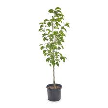 Fruit Tree Chocolate Persimmon 5 Gallon Tsuru Noko Diospyros Digyna Supper Sweet Fruit Tree Live Ht7 Live Plant best
