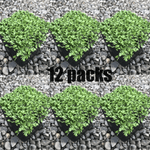 Brass Buttons Mini Green Leptinella Plant 6Packs Of 2Inches Pot Formerly Cotula Squalida A  Live Plant Pl