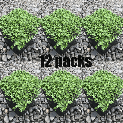 Brass Buttons Mini Green Leptinella Plant 6Packs Of 2Inches Pot Formerly Cotula Squalida A Live Plant Pl