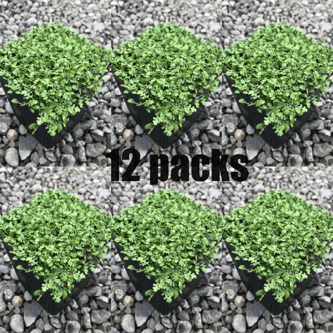 Brass Buttons Mini Green Leptinella Plant 12Packs Of 2Inches Pot Formerly Cotula Squalida A+ Live Plant Ground Cover Pl