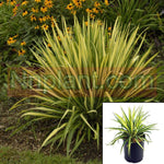 Yucca Filamentosa Color Guard 5Gallon Gold Yucca Color Guard Adam Needle Plant Yucca Filamentosa Adam Needle Live Plant