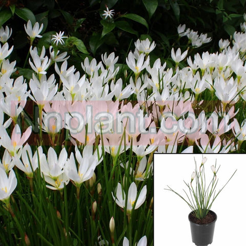 Zephyranthes Candida 1Quart White Fairy Lily Plant Rain Lily White Plant Autumn Zephyrlily White Windflower White Live P