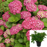 Hydrangea Mac Pia 5Gallon Plant Bigleaf Hydrangea Plant French Hydrangeaplant Lacecap Hydrangea Flower Live Plant Gr7