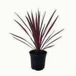 Cordyline Paso Doble 5 Gallon Plant Australis Cabbage Tree Outdoor Palm Live Plant Gr7