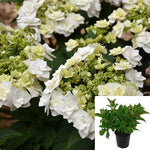 Hydrangea Mac Wedding Gown 2Gallon Plant Dancing Snow Plant Bigleaf Hydrangea Plant Wedding Gown Hydrangea Flower Live Plant Gr7