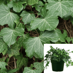 Hedera Helix 1Gallon Hahns Self Branching English Ivy Live Plant Gr7Ht7 Groundcovering Wall Covering Ivy Ht7