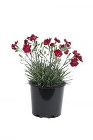 Dianthus Fire Star 1Gallon Plant Star Pinks Fire Star Red Plant Dianthus Devon Xera Plant Outdoor Flower Live Plant Gr7