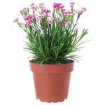 Dianthus Supertrouper Magent 1Gallon Plant Clove Pink Plant Dianthus Caryophyllus Plant Outdoor Flower Live Plant Gr7