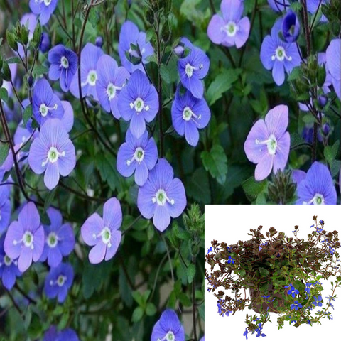 Verbena Tapien Blue Tm 1Gallon Blue Veronica Peduncularis Creeping Speedwel Live Plant Gr7