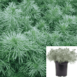 Artemesia Silver Mound 1Gallon Artemisia Silver Mound Angels Hair Jade Green 1Gallon Plant Artemisia Schmidtiana Plant G