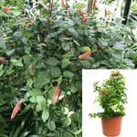 Firework Plant Russelia Equisetiformis Plant Coral Plant Plant Fountain Plant Plant Firecracker 6Inches Pot Outdoor Live Plant