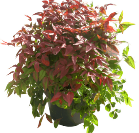 Nandina Domestica Firepower 5Gallon Heavenly Bamboo Nandina Domestica Firepower Shrub Live Plant Gr7 Gg7