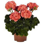 Zonal Geranium Coral Plant Zonal Pelargonium Maverick Coral Live Mht7 1Gallon