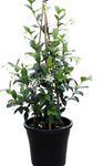 Trachelospermum Jasminoides 5Gallon Trachelospermum Jasminoides Staked 5Gallon Star Jasmine White Live Plant Outdoor Mr7Ht7