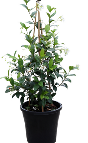 Trachelospermum Jasminoides 5Gallon Trachelospermum Jasminoides Staked 5Gallon Star Jasmine White Live Plant Outdoor Mr7Ht7