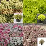Combo Of 4 Ground Cover Plant Succulents 3Inches Pot Hand Pick Sedum Lemon Ball & Spurium Tricolor Plant Ht7